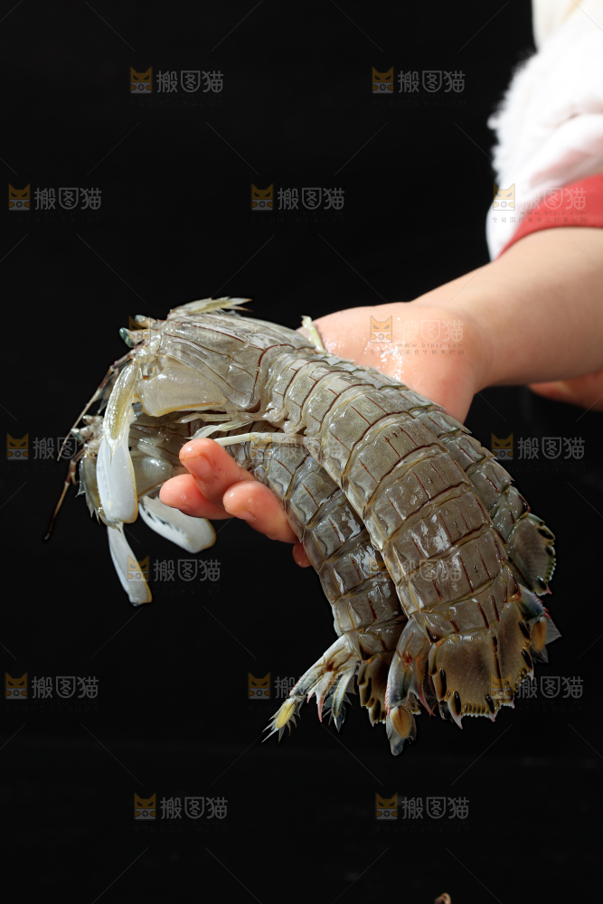 皮皮虾