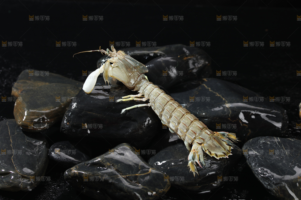 皮皮虾