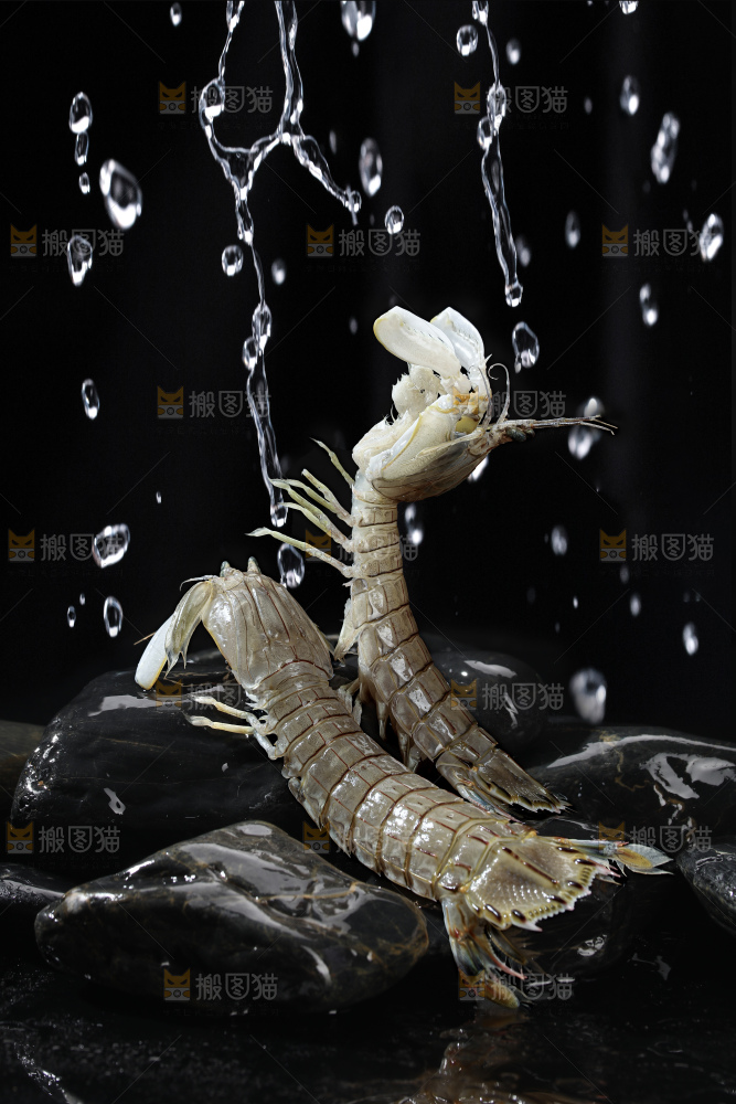 皮皮虾