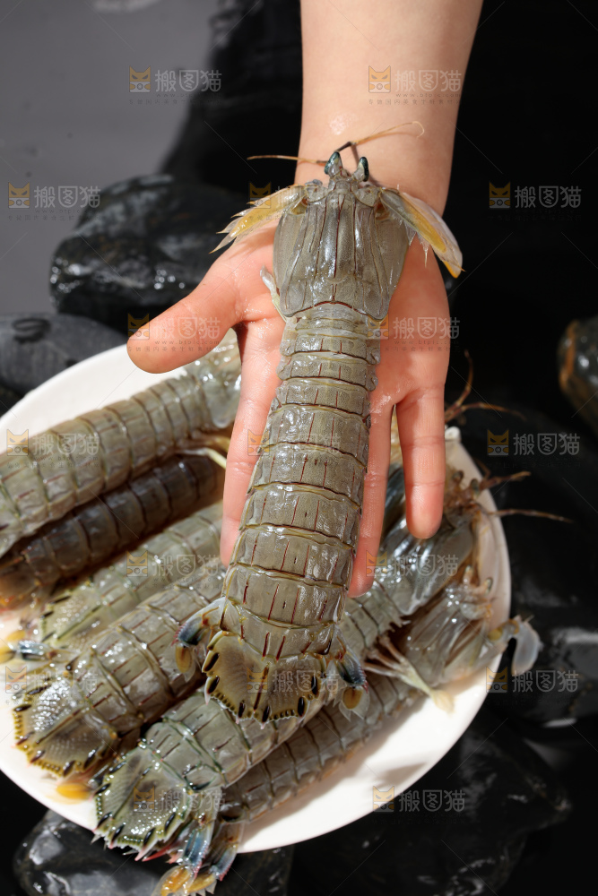 皮皮虾