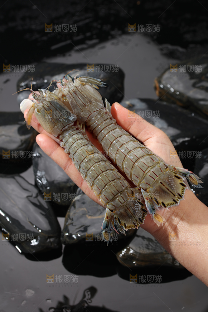 皮皮虾