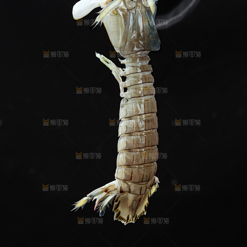 皮皮虾