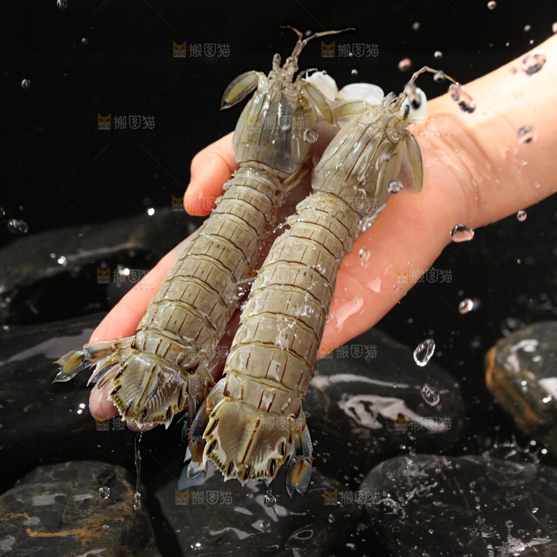 皮皮虾