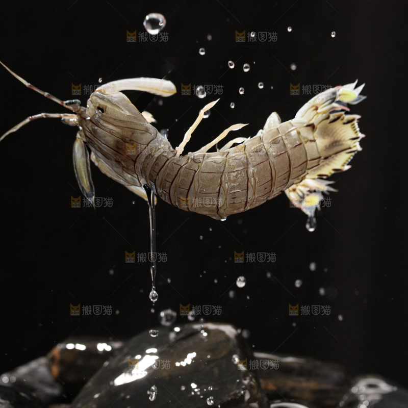 皮皮虾