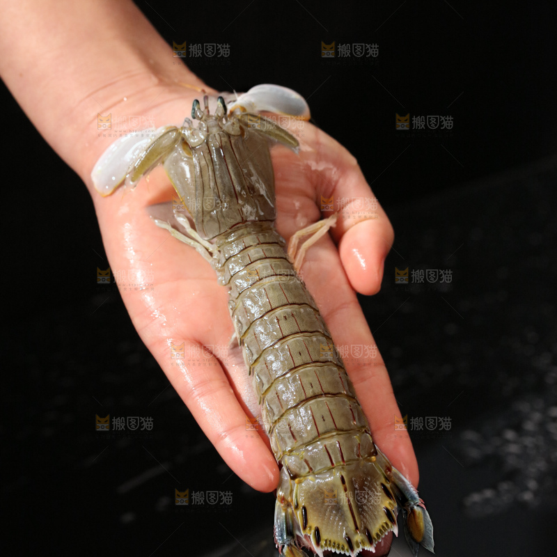 皮皮虾