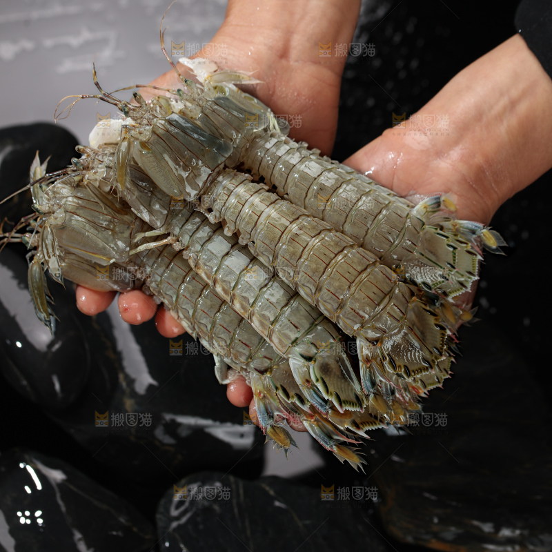 皮皮虾