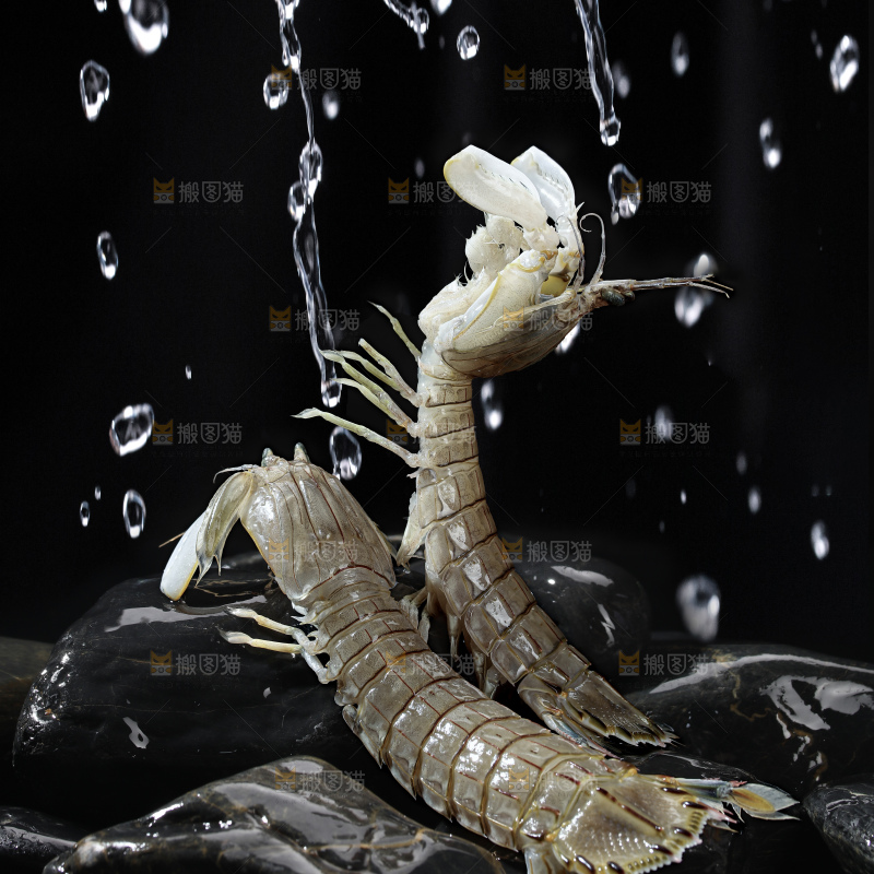 皮皮虾