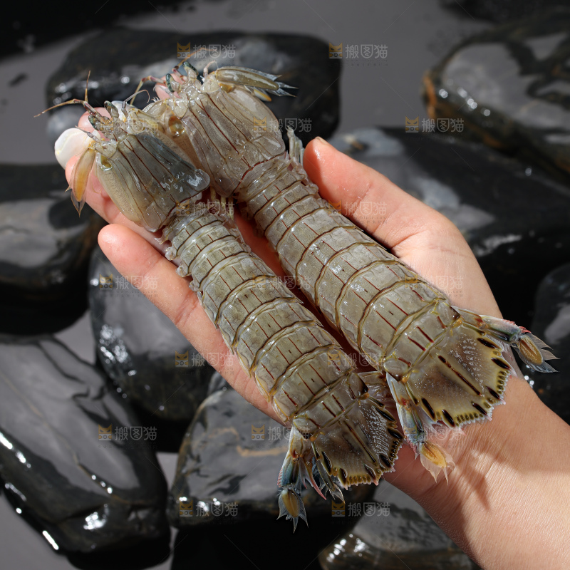皮皮虾
