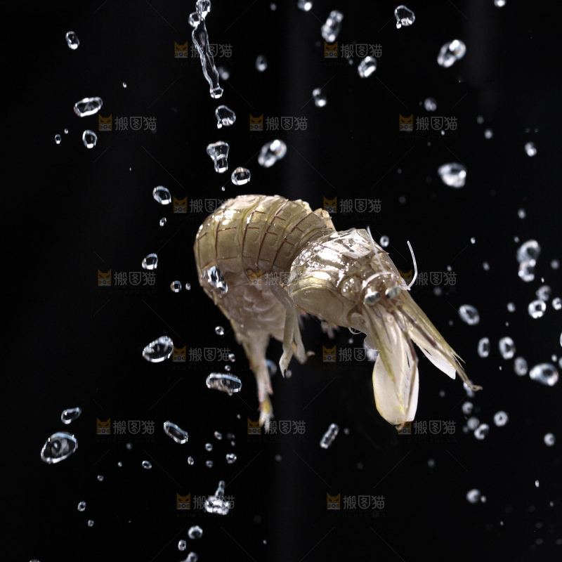 皮皮虾