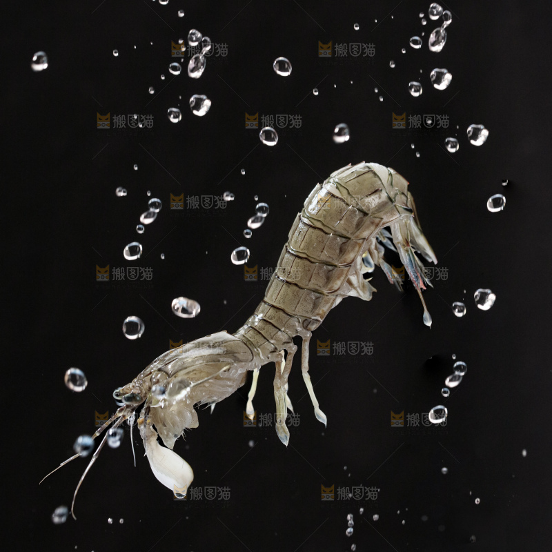 皮皮虾