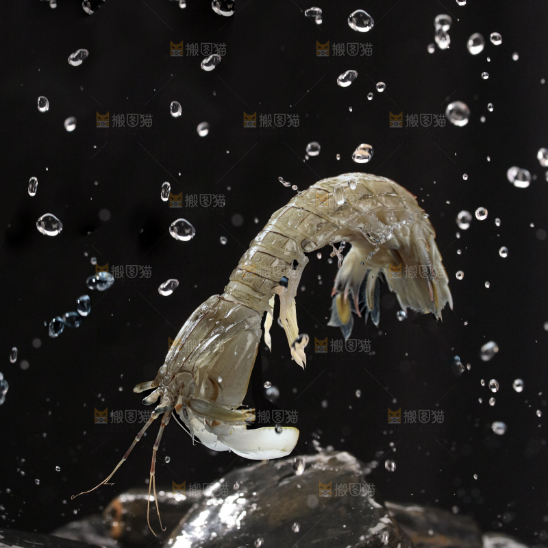 皮皮虾