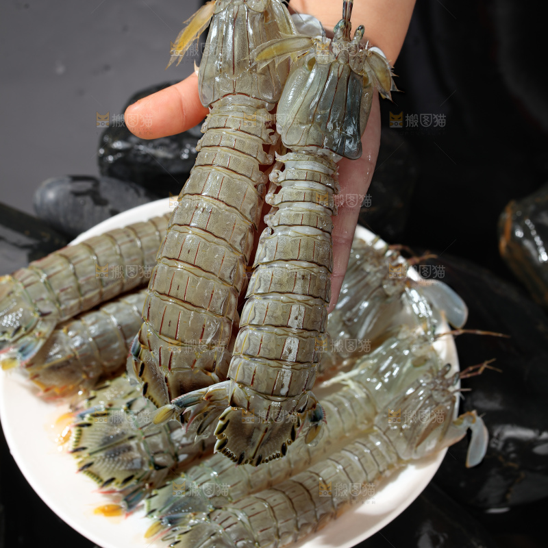 皮皮虾