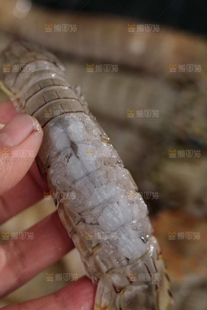 皮皮虾