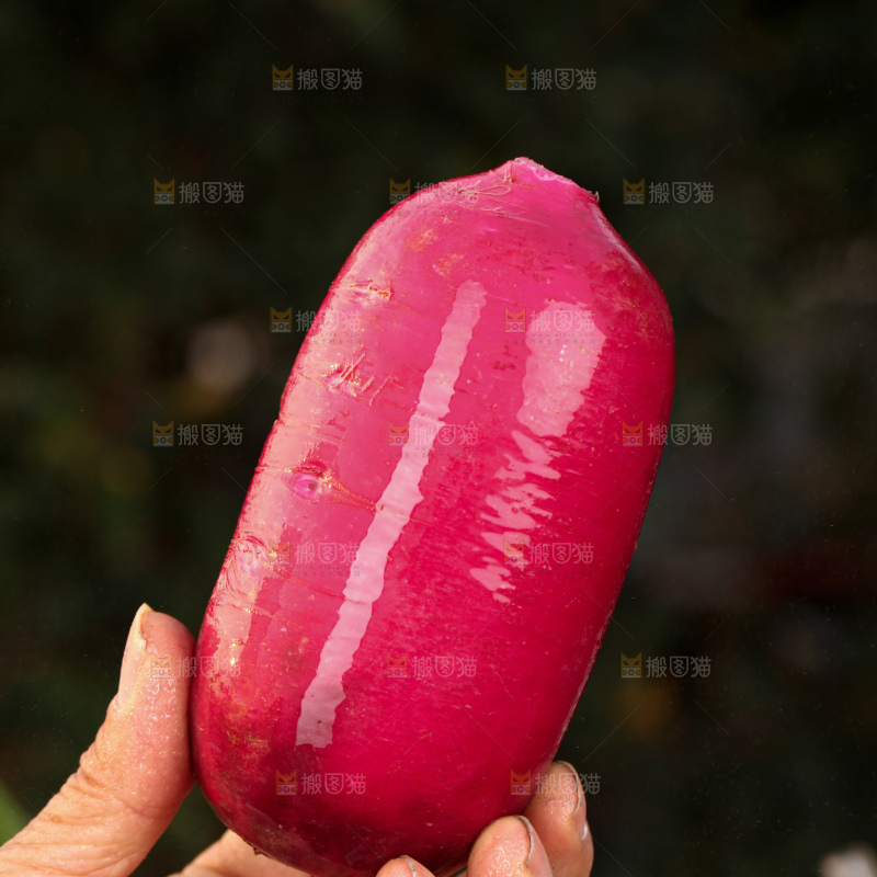 紫美人萝卜
