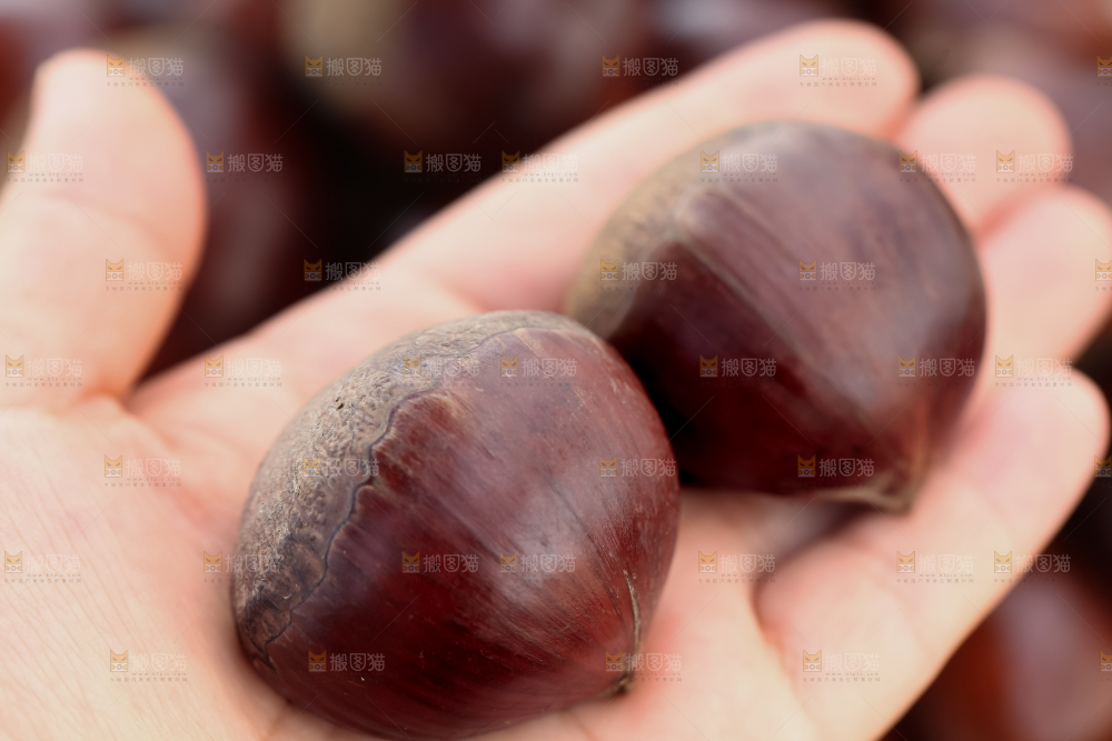 丹东大板栗