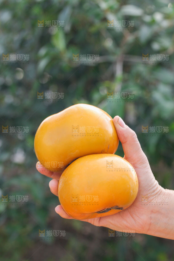 脆柿