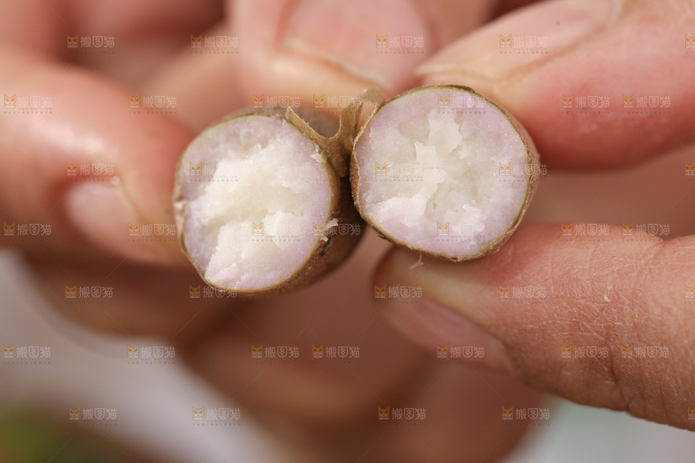 山药豆