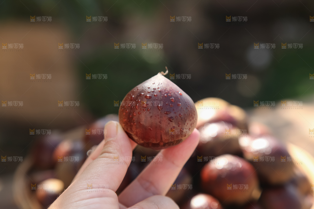 丹东大板栗