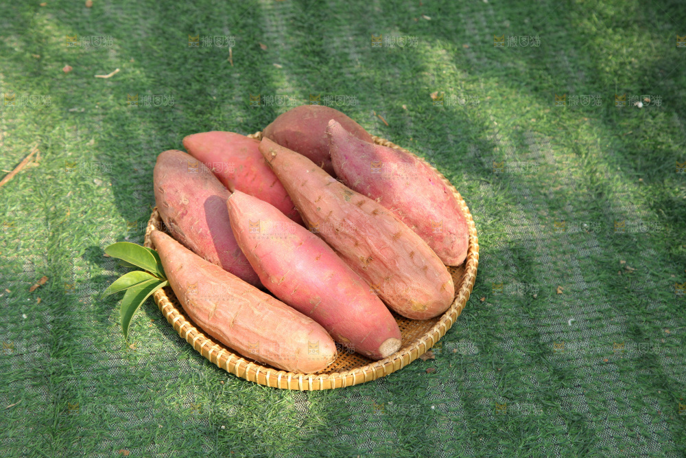 四色蜜薯