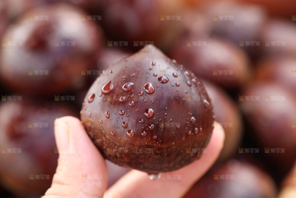 丹东大板栗