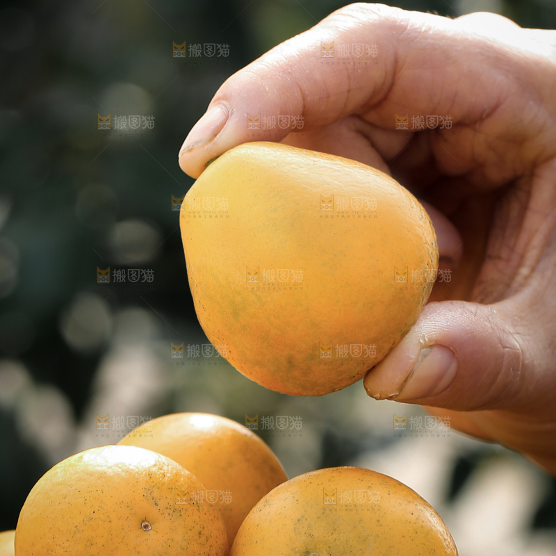 脆蜜金柑