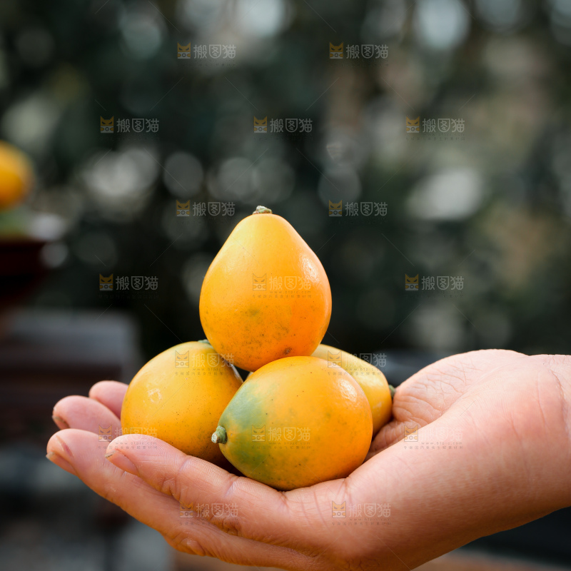 脆蜜金柑