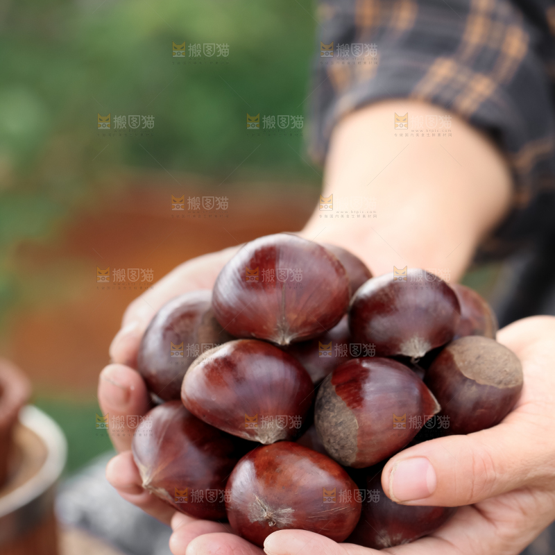 丹东大板栗