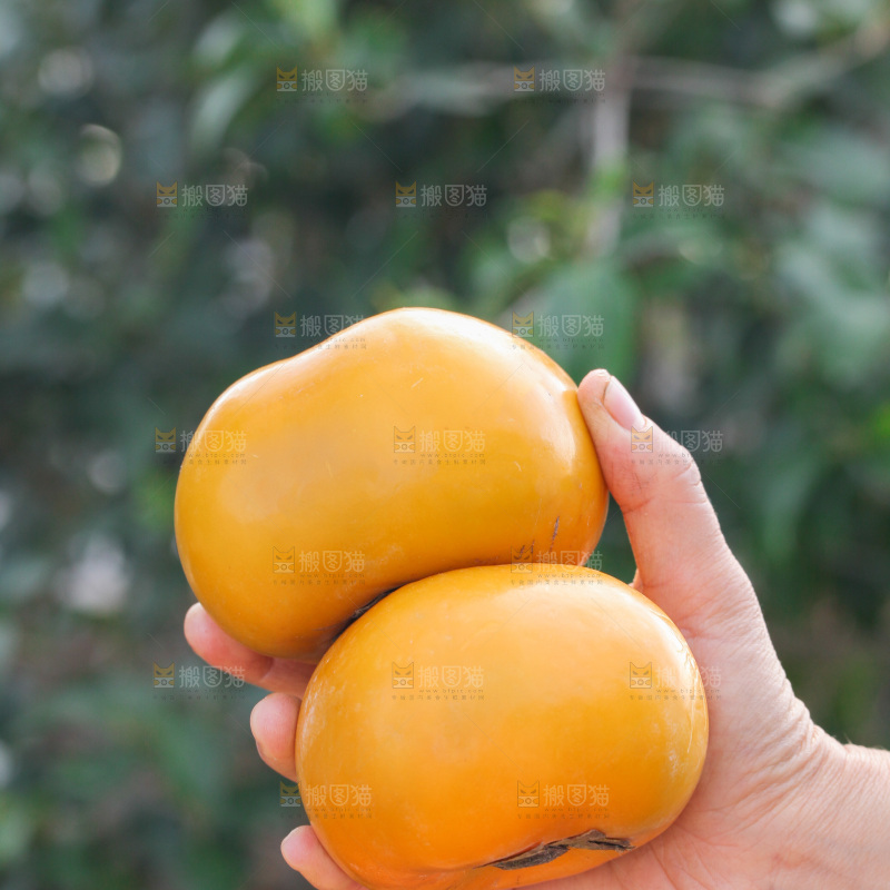 脆柿
