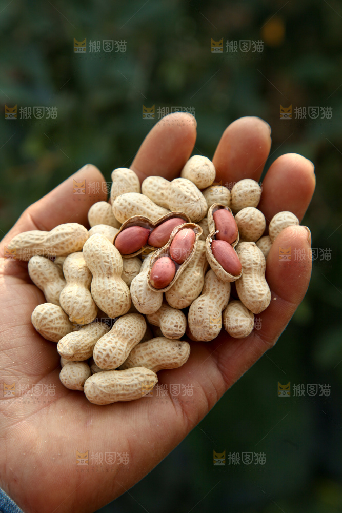 小珍珠花生
