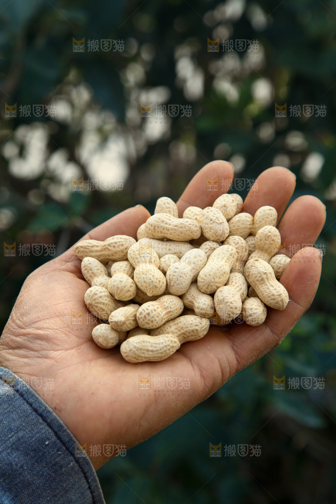 小珍珠花生