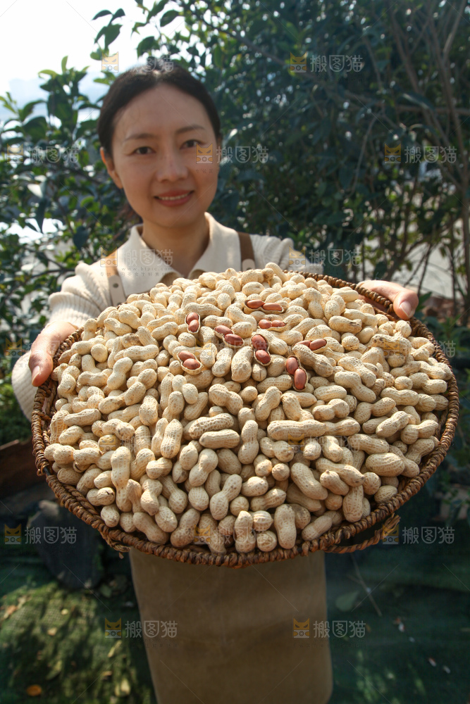 小珍珠花生