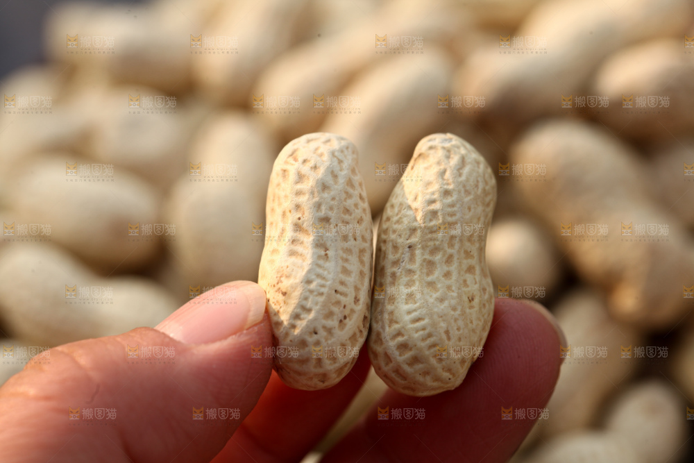 小珍珠花生