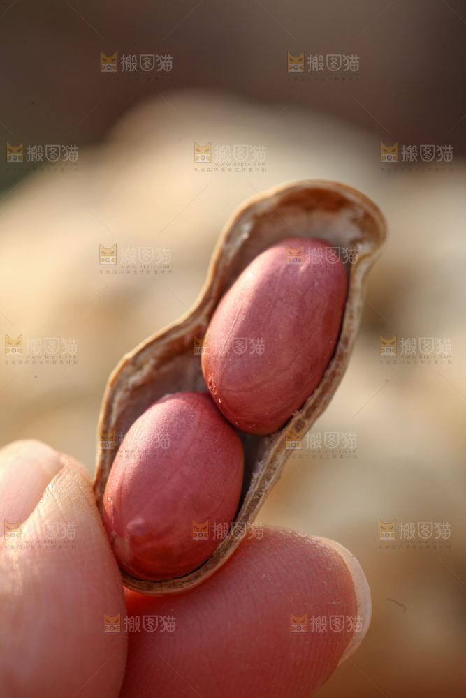 小珍珠花生