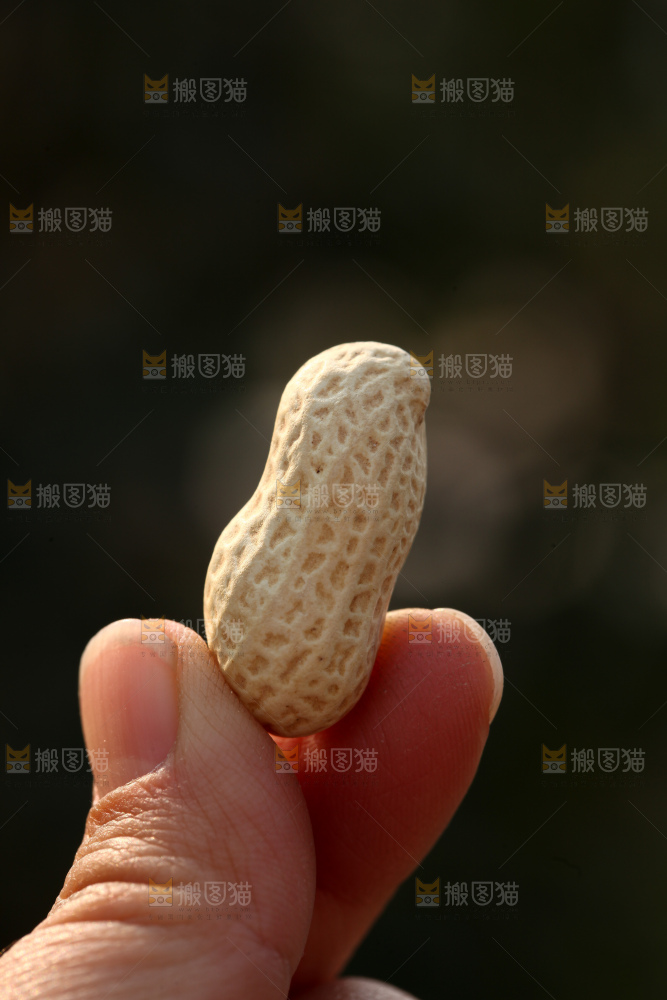 小珍珠花生