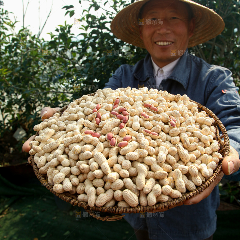 小珍珠花生