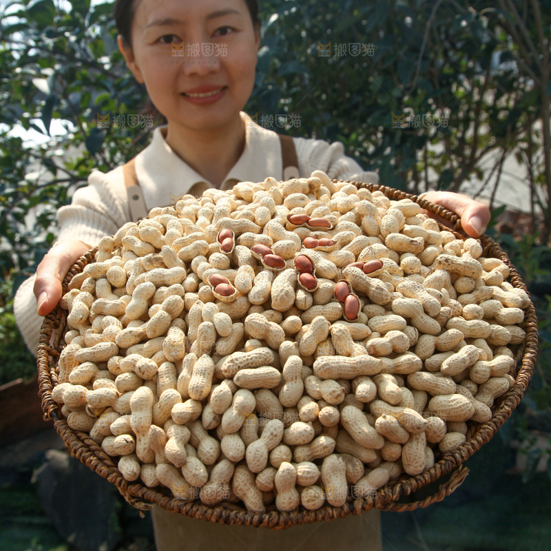 小珍珠花生