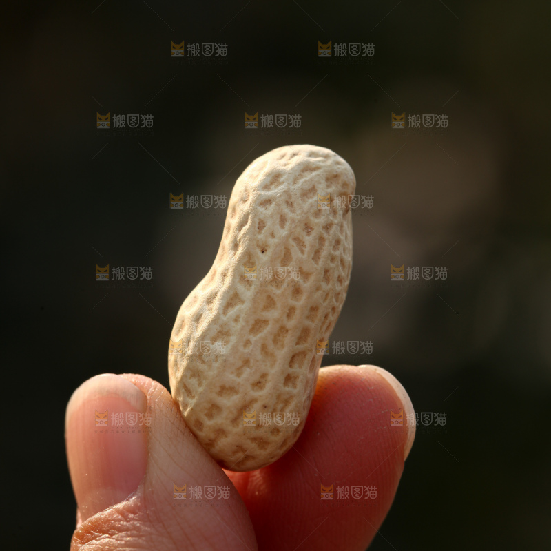 小珍珠花生