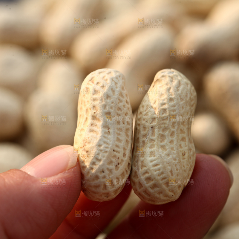 小珍珠花生