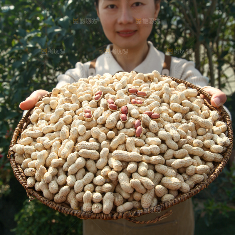 小珍珠花生