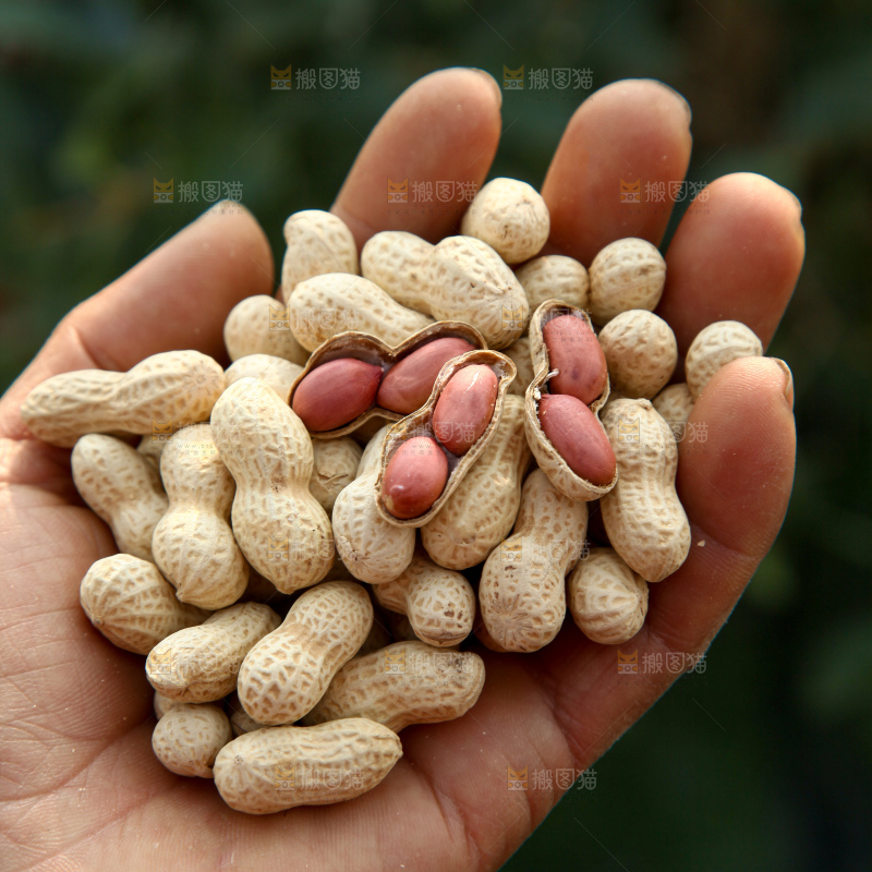 小珍珠花生