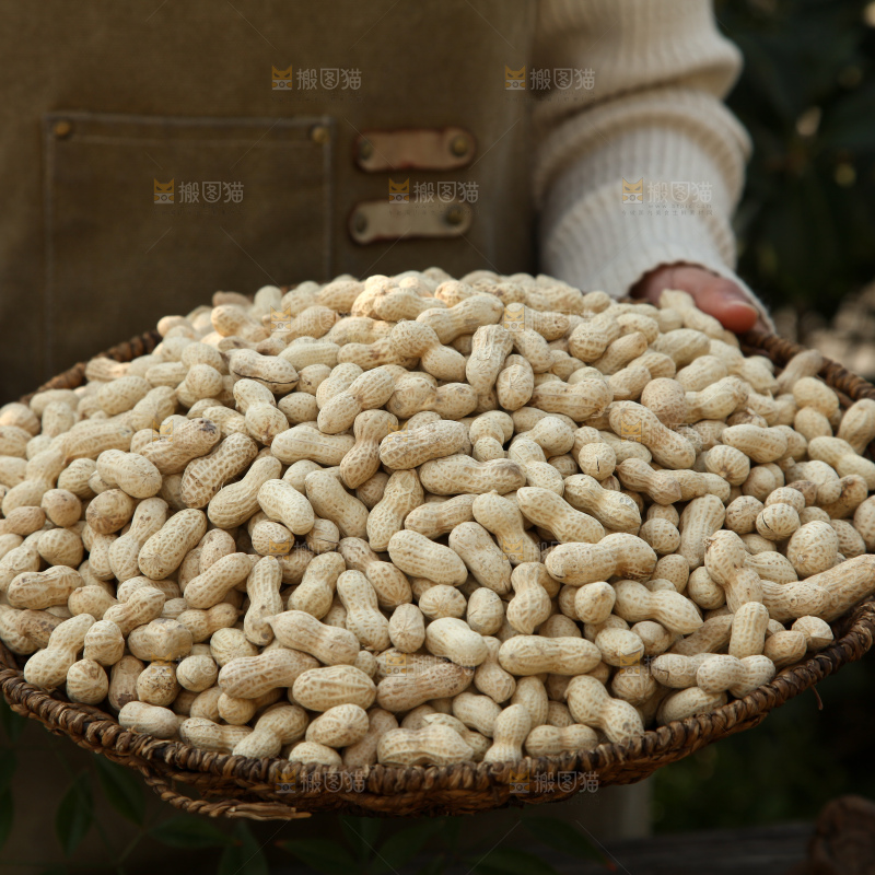 小珍珠花生