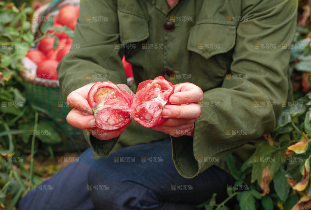 普罗旺斯西红柿