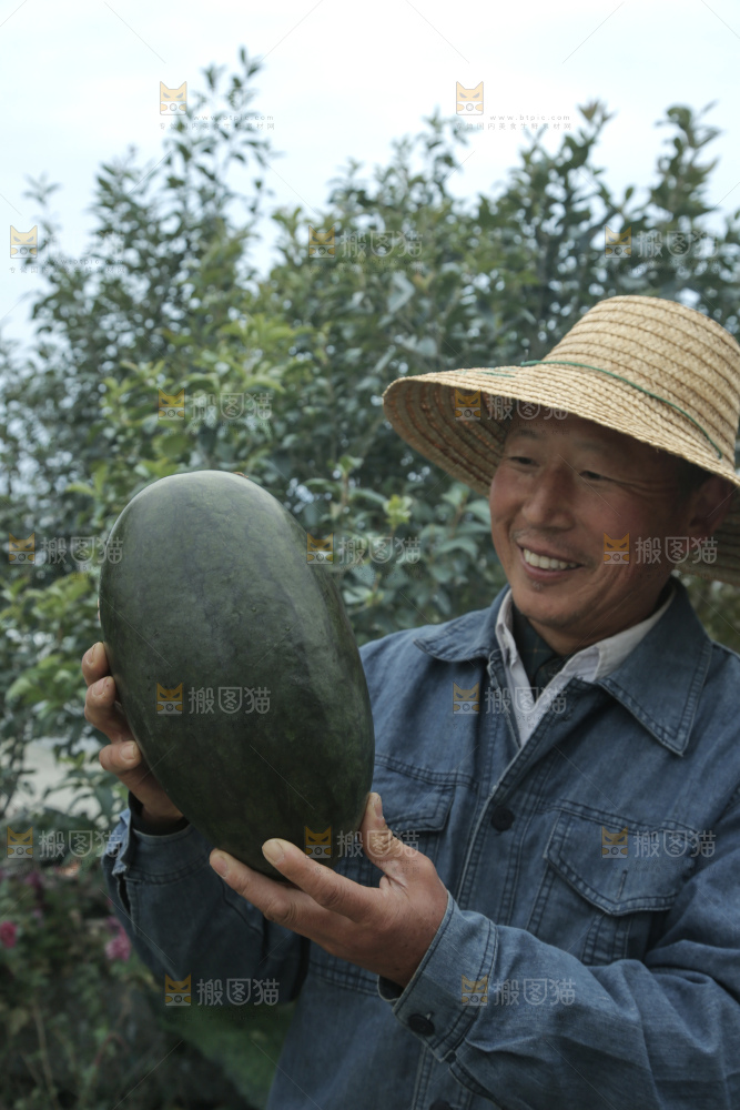 黑美人西瓜