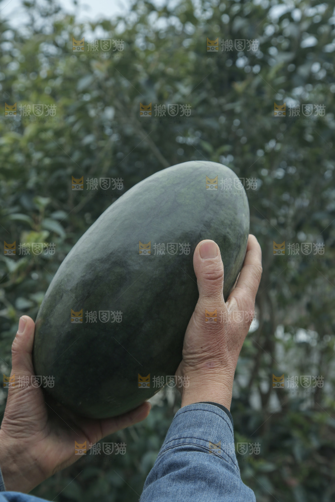 黑美人西瓜