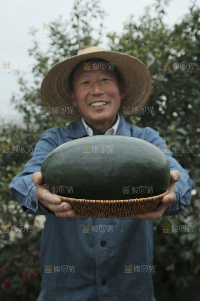黑美人西瓜