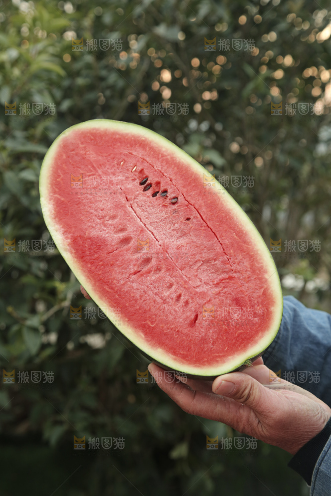 黑美人西瓜