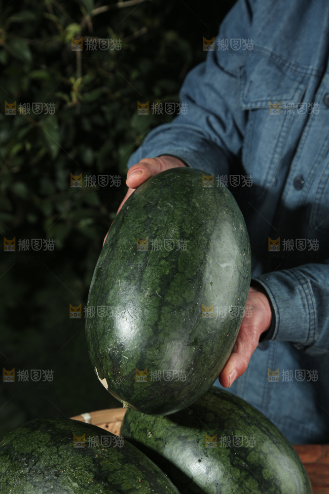 黑美人西瓜