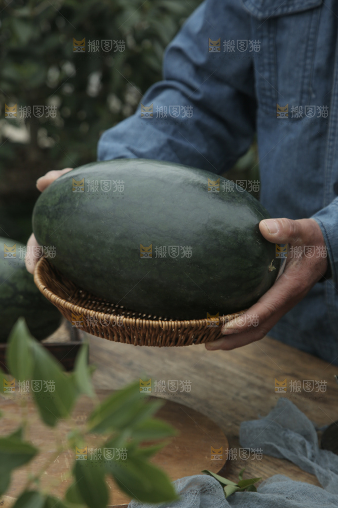 黑美人西瓜