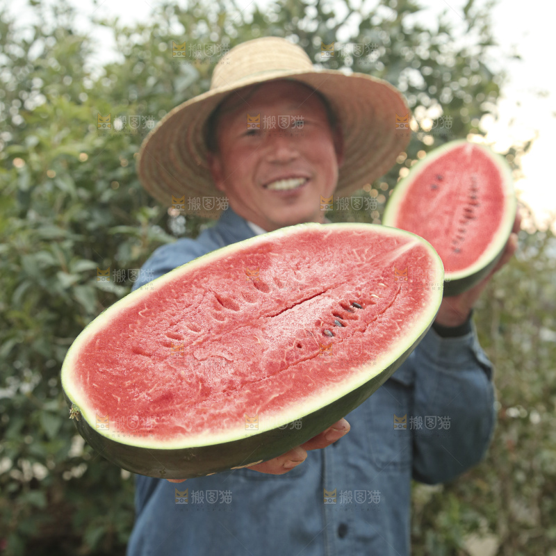 黑美人西瓜