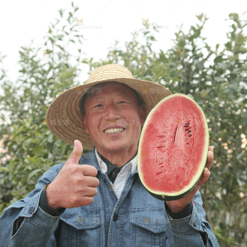 黑美人西瓜